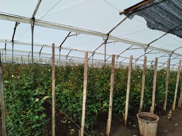 FLORICOLA EN VENTA SECTOR TABACUNDO