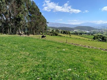 Terreno en  VENTA SECTOR AYORA CAYAMBE