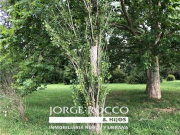 Campo en venta en Brandsen. 126 Has. mixto
