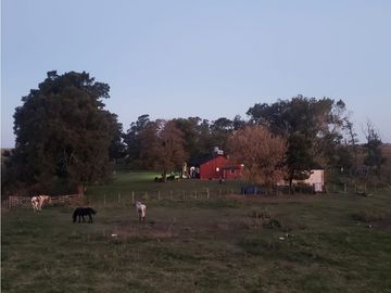 Campo en venta en Pila. 300 has. mixto