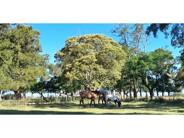 Campo en venta en Pila. 300 has. mixto