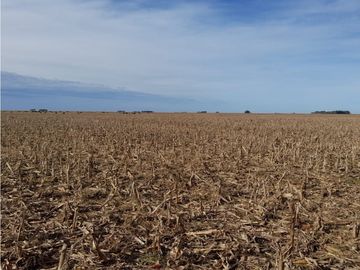 Campo en venta en Pila. 300 has. mixto