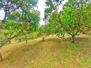 Maat vende finca en vereda Rio Dulce-Villeta 6.879m2 $1.500Millones