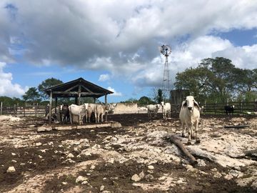 Rancho en Yucatán al sur de Dzilam de Bravo y al este de Yalsihon