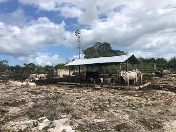 Rancho en Yucatán al sur de Dzilam de Bravo y al este de Yalsihon