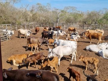 RANCHO EN VENTA MERIDA, BUCTZOTZ