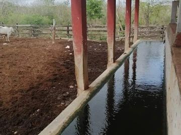 RANCHO EN VENTA MERIDA, BUCTZOTZ