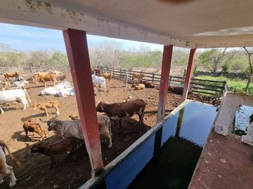 RANCHO EN VENTA MERIDA, BUCTZOTZ