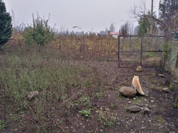L-55/La Quinta Longavi - Parcela - Venta