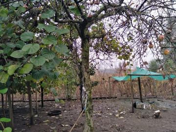 L-55/La Quinta Longavi - Parcela - Venta