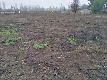 L-55/La Quinta Longavi - Parcela - Venta