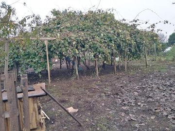 L-55/La Quinta Longavi - Parcela - Venta