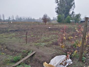 L-55/La Quinta Longavi - Parcela - Venta