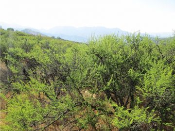 VENTA PARCELA HIJUELAS - OASIS DE LA CAMPANA