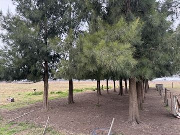Campo en venta. 450 Has. en Gdor. Udaondo, Pdo. de Cañuelas