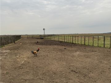 Campo en venta. 450 Has. en Gdor. Udaondo, Pdo. de Cañuelas