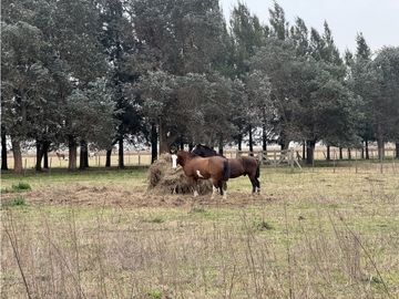 Campo en venta. 450 Has. en Gdor. Udaondo, Pdo. de Cañuelas