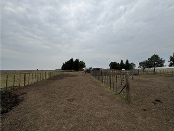 Campo en venta. 450 Has. en Gdor. Udaondo, Pdo. de Cañuelas