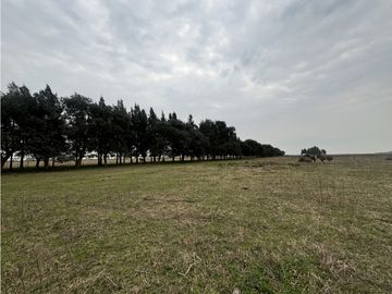 Campo en venta. 450 Has. en Gdor. Udaondo, Pdo. de Cañuelas