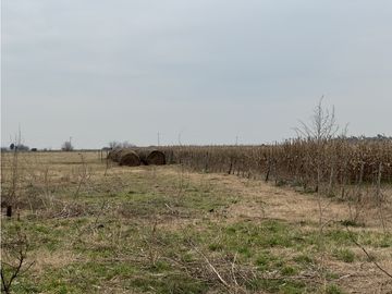 Campo en venta. 450 Has. en Gdor. Udaondo, Pdo. de Cañuelas