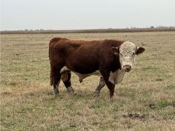 Campo en venta. 450 Has. en Gdor. Udaondo, Pdo. de Cañuelas