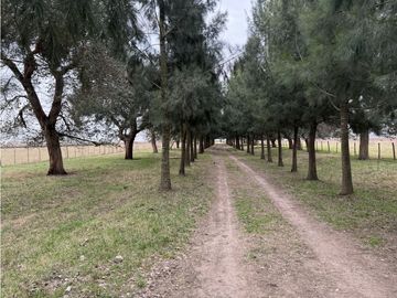 Campo en venta. 450 Has. en Gdor. Udaondo, Pdo. de Cañuelas