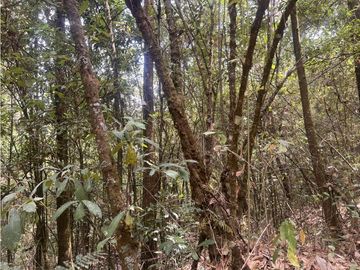 TERRENO EN VENTA EN VALLE DE BRAVO (ZONA LOS ALAMOS)