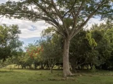 En venta casa campestre en Carmen de Apicalá con lote de 1.4 fanegadas.
