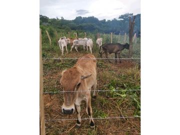 VENTA DE LOTES EN LDICE, MINIMO MIL METROS POR LOTE