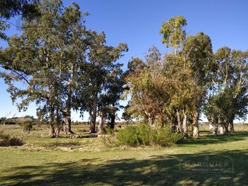 Campo - Punta Indio