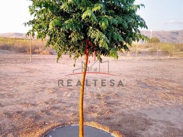 Terreno Venta Campestre Aldama 530,000 ramvaz Rao