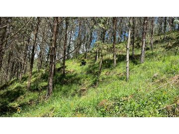 Venta finca de 26 H con aguacate y pino en Pantanillo el Retiro