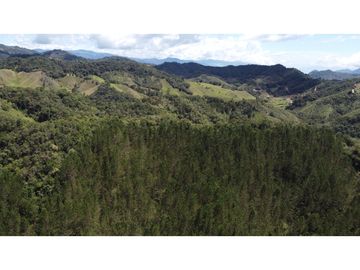 Venta finca de 26 H con aguacate y pino en Pantanillo el Retiro