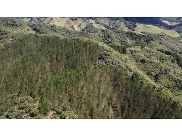 Venta finca de 26 H con aguacate y pino en Pantanillo el Retiro