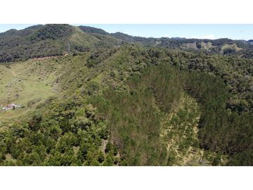Venta finca de 26 H con aguacate y pino en Pantanillo el Retiro