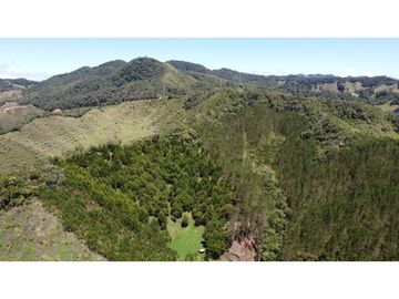 Venta finca de 26 H con aguacate y pino en Pantanillo el Retiro