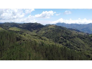 Venta finca de 26 H con aguacate y pino en Pantanillo el Retiro