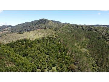 Venta finca de 26 H con aguacate y pino en Pantanillo el Retiro