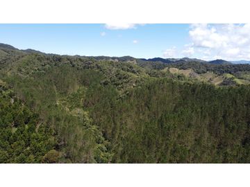 Venta finca de 26 H con aguacate y pino en Pantanillo el Retiro