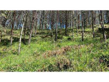 Venta finca de 26 H con aguacate y pino en Pantanillo el Retiro
