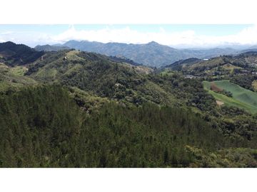 Venta finca de 26 H con aguacate y pino en Pantanillo el Retiro