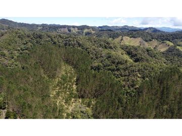 Venta finca de 26 H con aguacate y pino en Pantanillo el Retiro