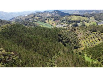 Venta finca de 26 H con aguacate y pino en Pantanillo el Retiro