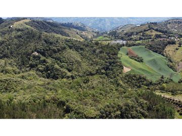 Venta finca de 26 H con aguacate y pino en Pantanillo el Retiro