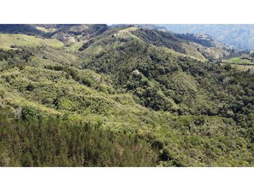 Venta finca de 26 H con aguacate y pino en Pantanillo el Retiro