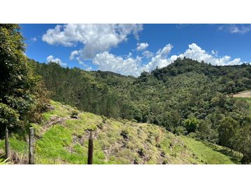 Venta finca de 26 H con aguacate y pino en Pantanillo el Retiro