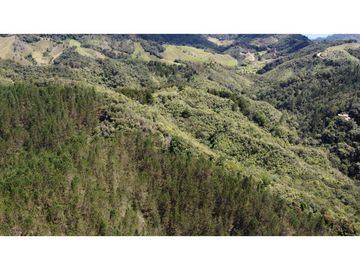 Venta finca de 26 H con aguacate y pino en Pantanillo el Retiro