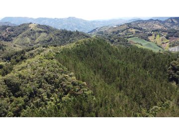 Venta finca de 26 H con aguacate y pino en Pantanillo el Retiro