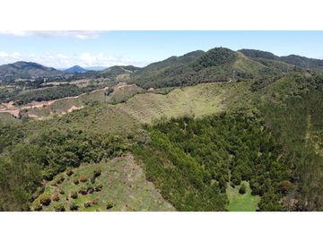 Venta finca de 26 H con aguacate y pino en Pantanillo el Retiro