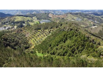 Venta finca de 26 H con aguacate y pino en Pantanillo el Retiro
